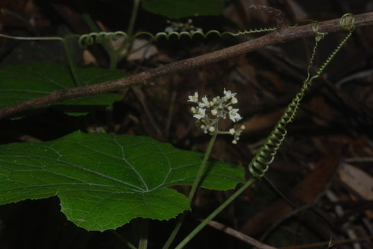 Image de <i>Sicyos macrophyllus</i>