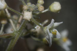 Image of <i>Sicyos macrophyllus</i>