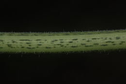 Image of <i>Sicyos macrophyllus</i>