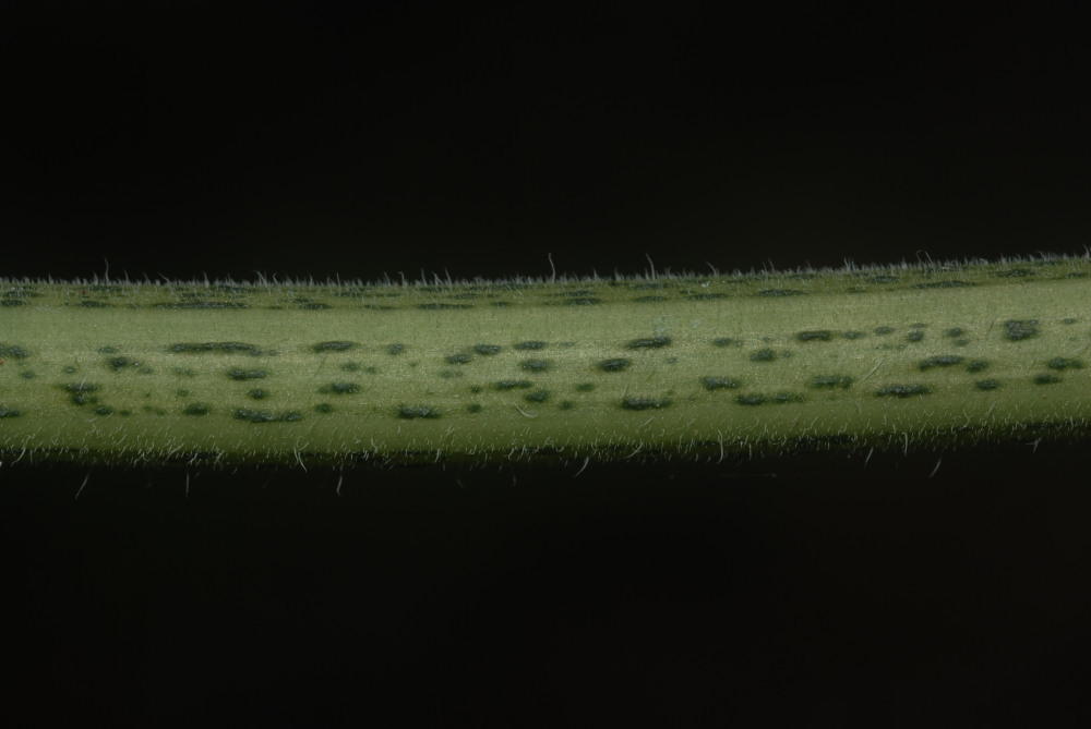 Image of <i>Sicyos macrophyllus</i>