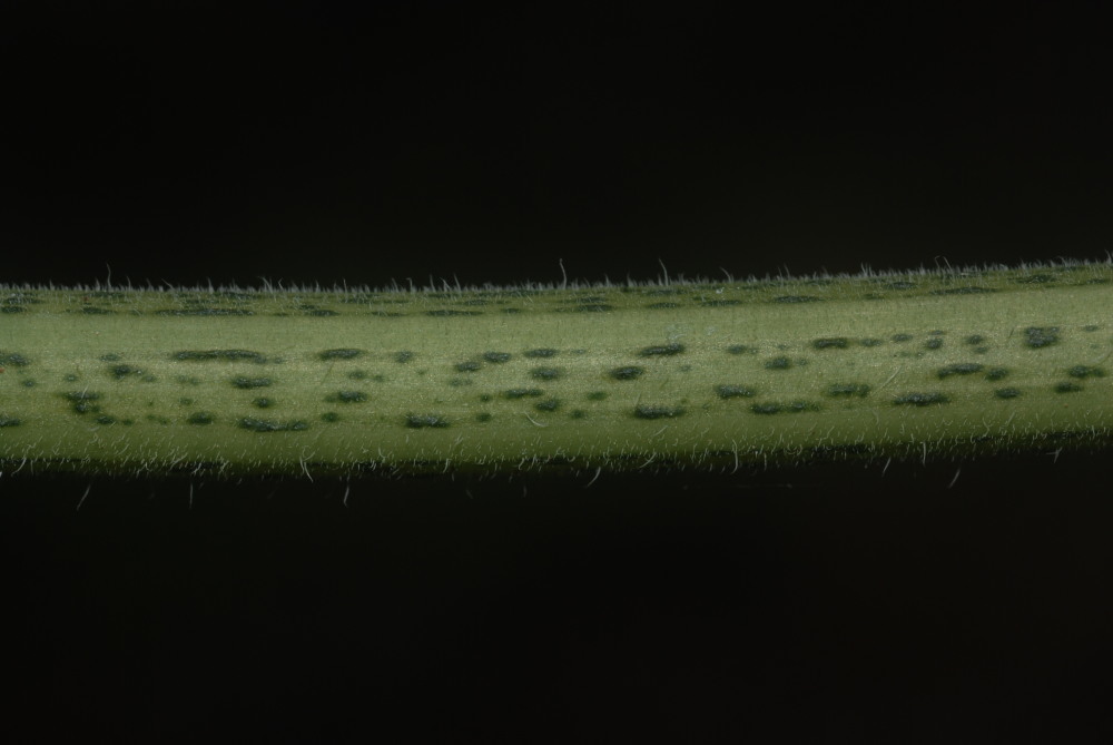 Image de <i>Sicyos macrophyllus</i>