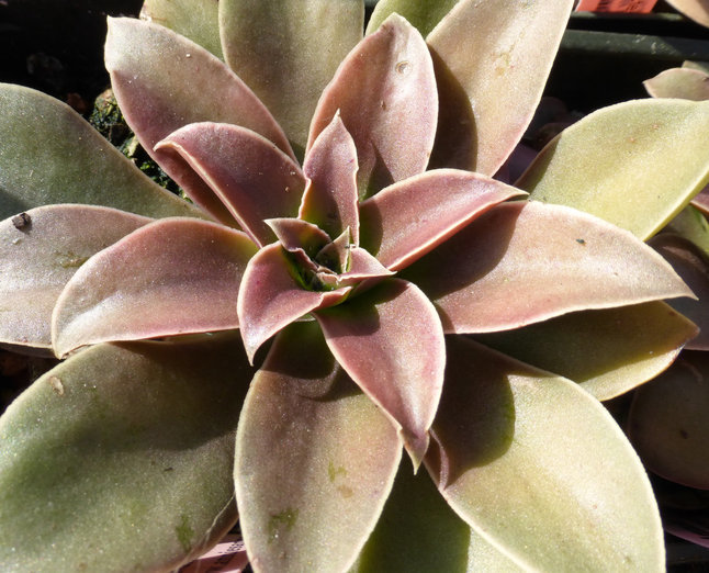 Image of Echeveria diffractens M. Kimnach & A. Lau