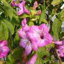 صورة Ruellia macrantha Mart. ex Nees