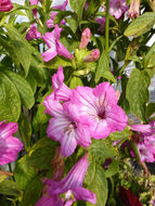 Image of Ruellia macrantha Mart. ex Nees