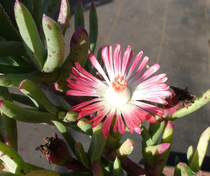 Image of Ruschia dichroa (Rolfe) L. Bol.