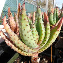 Image of Mountain aloe