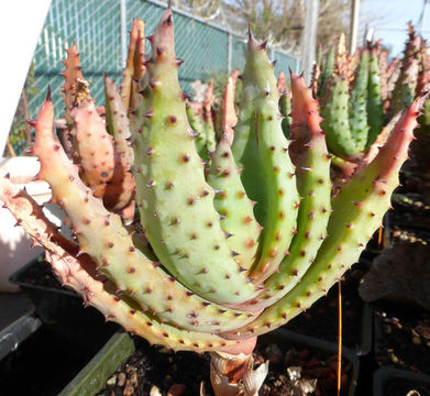 Image of Mountain aloe