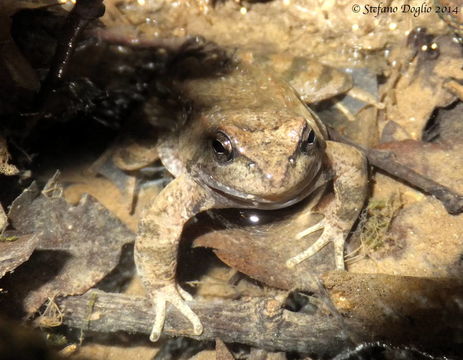 Image of Italian Stream Frog