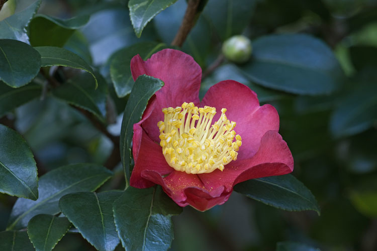 Image of <i>Camelia japonica</i>