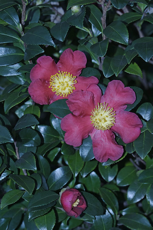 Image of <i>Camelia japonica</i>