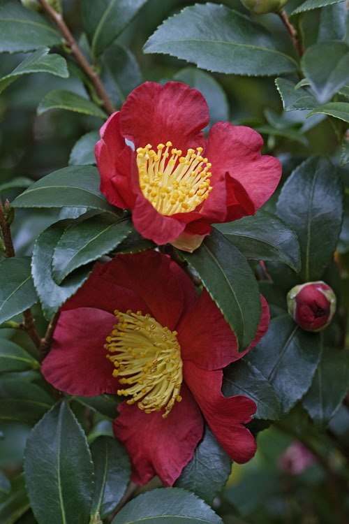 Image of <i>Camelia japonica</i>