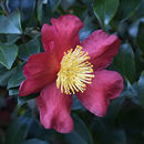 Image of <i>Camelia japonica</i>