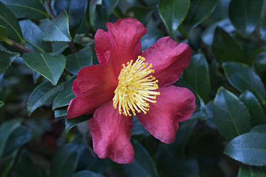 Image of <i>Camelia japonica</i>