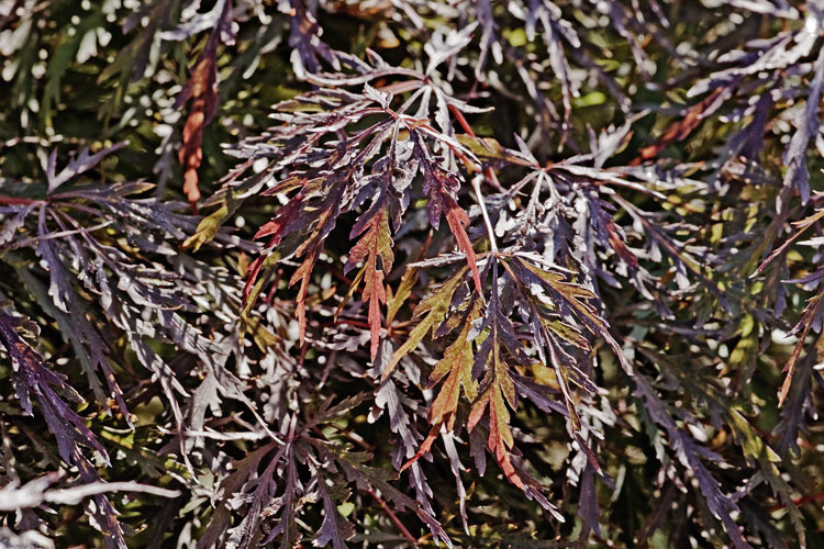 Слика од Acer palmatum C. P. Thunberg ex A. Murray