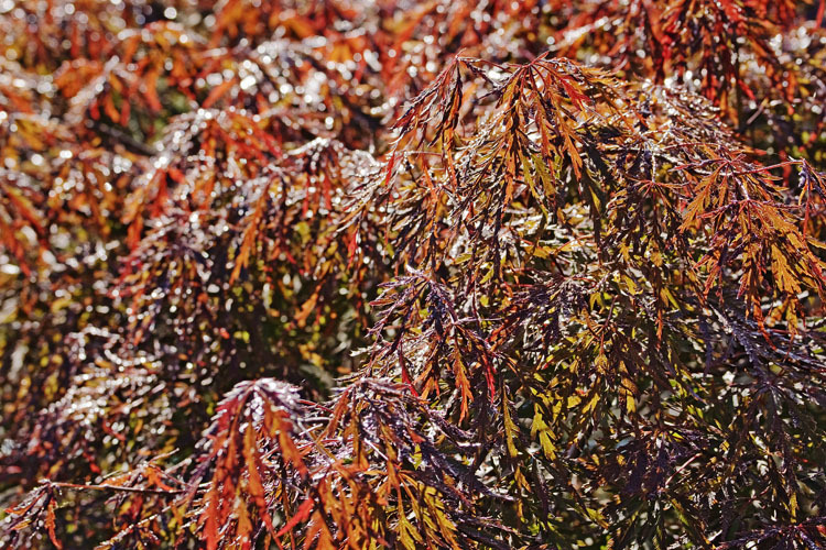 Слика од Acer palmatum C. P. Thunberg ex A. Murray