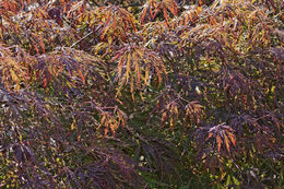 Слика од Acer palmatum C. P. Thunberg ex A. Murray