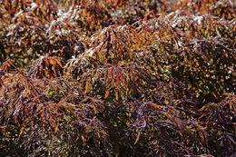 Слика од Acer palmatum C. P. Thunberg ex A. Murray