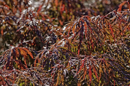 Image of Japanese maple