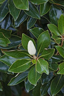 Image of southern magnolia