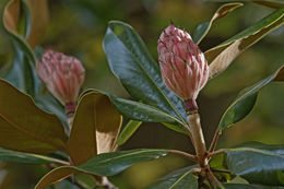 Image of southern magnolia