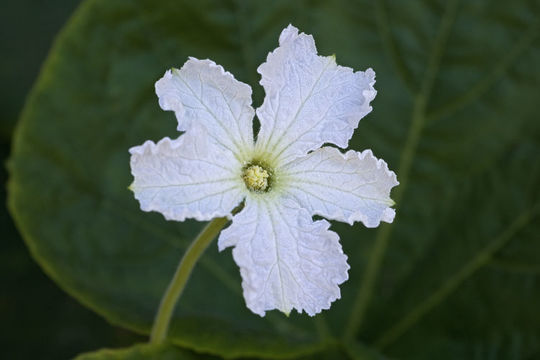 Image of <i>Cucurbita pepo</i> var. <i>giromontina</i>