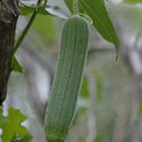 Image of garden cucumber