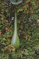 Image of Butternut Pumpkin