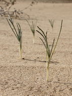 Image of Peirson's milk-vetch