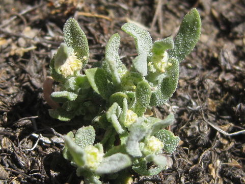 Image de Atriplex serenana var. davidsonii (Standl.) Munz