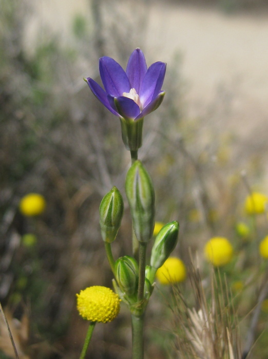 Sivun Brodiaea filifolia S. Watson kuva