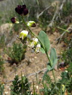 Image of California jewelflower