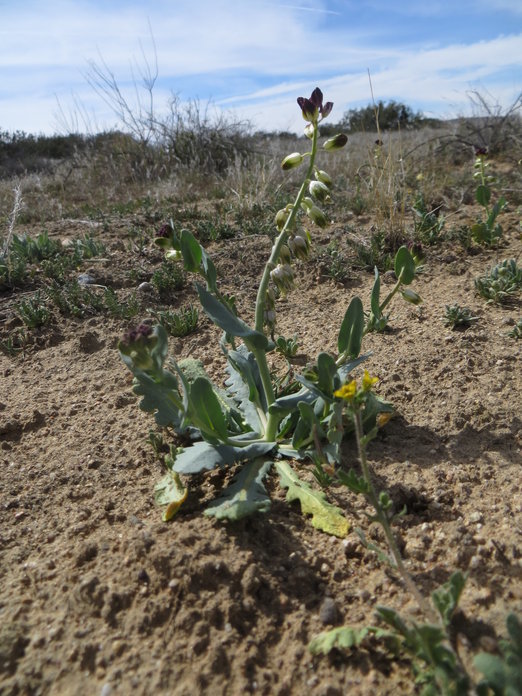 Image of California jewelflower