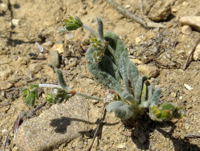 Image of cottony buckwheat