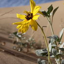 Image of Algodones sunflower