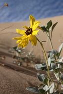 Слика од Helianthus niveus subsp. tephrodes (A. Gray) Heiser