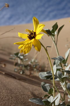 Слика од Helianthus niveus subsp. tephrodes (A. Gray) Heiser