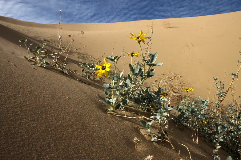 Слика од Helianthus niveus subsp. tephrodes (A. Gray) Heiser