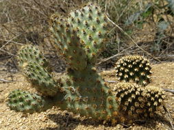 Image of Bakersfield cactus