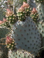 Image of Bakersfield cactus