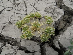 Image of vernalpool pincushionplant