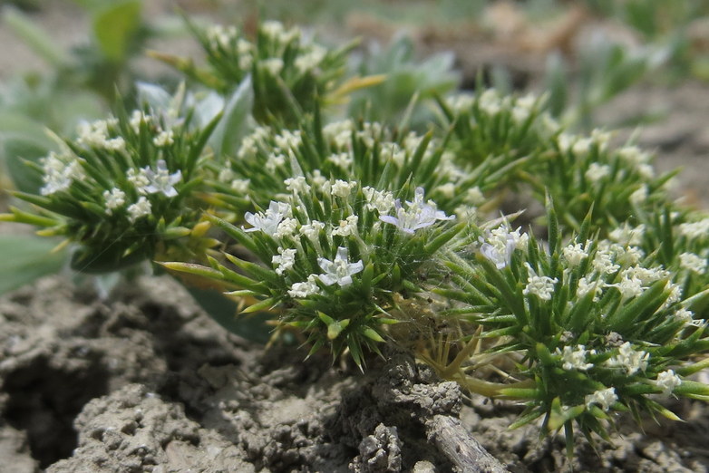 Image of vernalpool pincushionplant