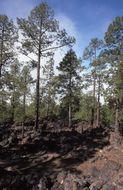 Image of Canary Island pine