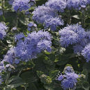 Plancia ëd Ageratum houstonianum Mill.