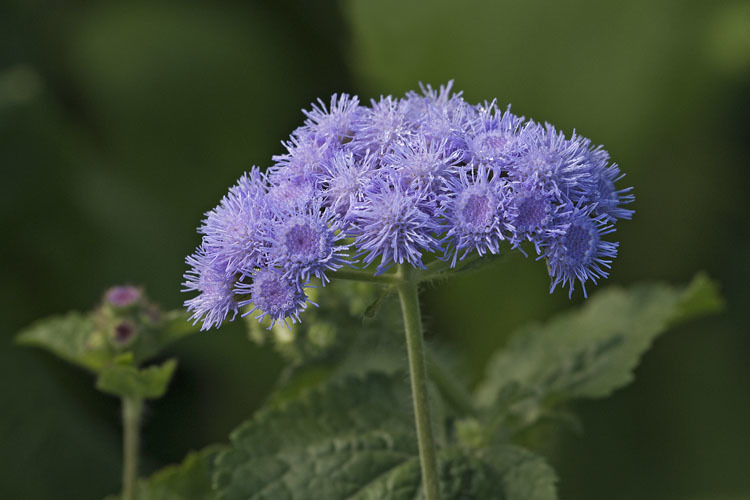 Imagem de Ageratum houstonianum Mill.