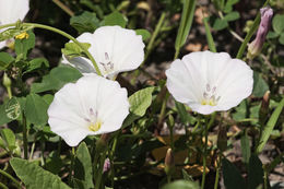 Image of Field Bindweed