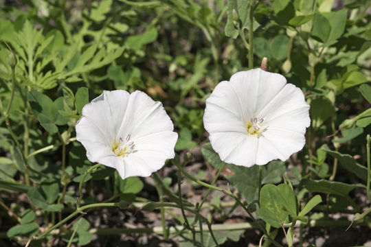 Image of Field Bindweed