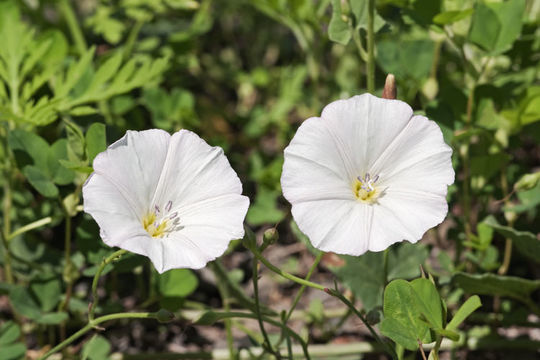 Imagem de Convolvulus arvensis L.