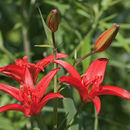 Imagem de <i>Lilium concolor</i> var. <i>pulchellum</i>