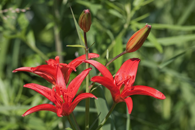 Imagem de <i>Lilium concolor</i> var. <i>pulchellum</i>