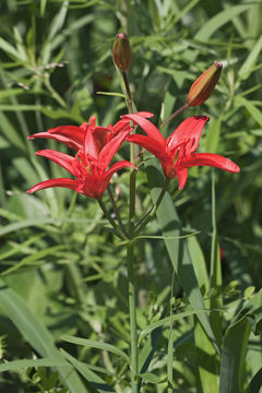 Image of <i>Lilium concolor</i> var. <i>pulchellum</i>